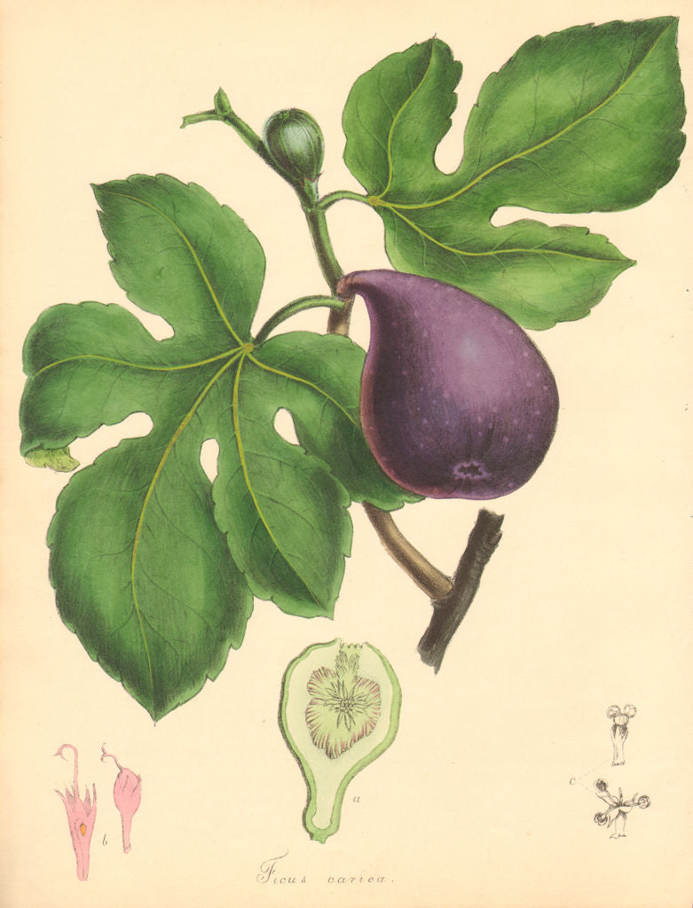 PLANTAE UTILIORES. Common Fig Tree (Ficus Carica) Hand colour. BURNETT 1842